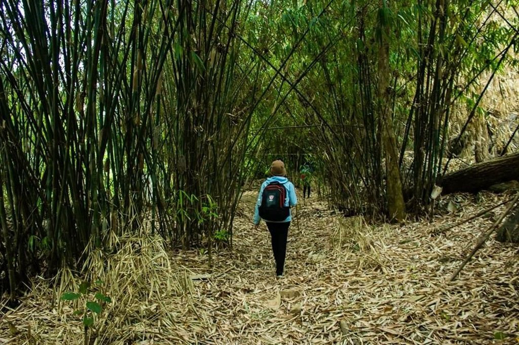 Băng qua cánh rừng tre cổ thụ đầy bí ẩn