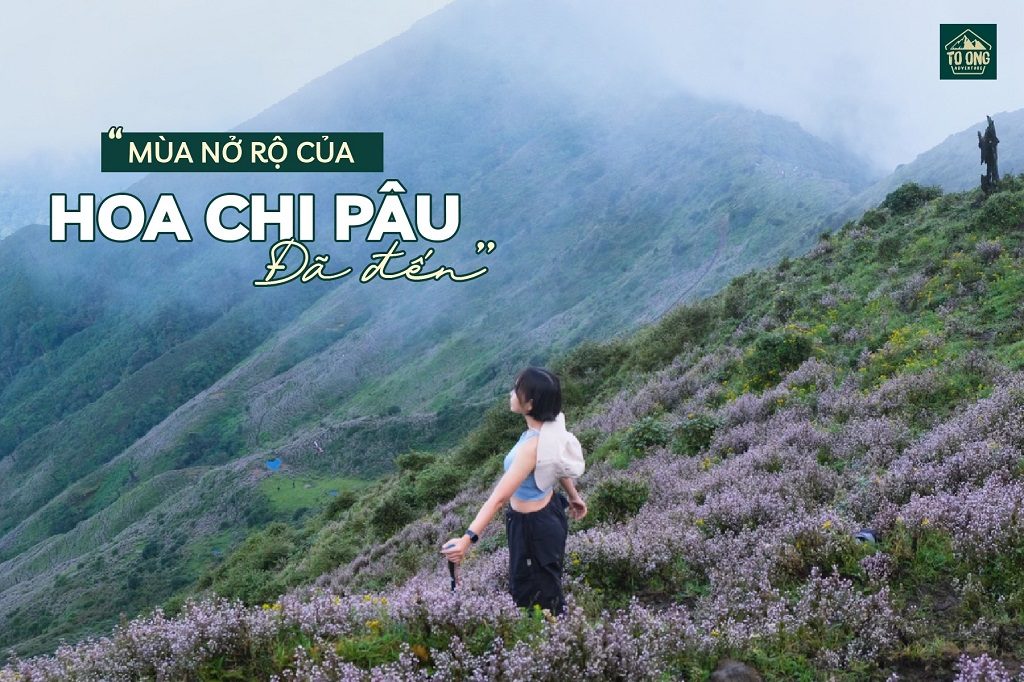 Săn hoa Chi Pâu tím trên đỉnh Tà Chì Nhù