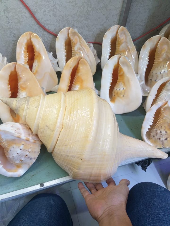 Đồ thủ công mỹ nghệ từ vỏ ốc, vỏ sò